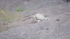 AgiBot D1 Ultra quadruped robot descending a steep loose slope and running through dense vegetation